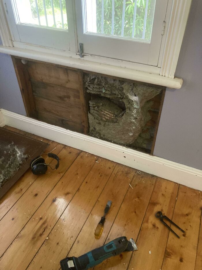 Llevaba tiempo oyendo ruidos en la pared... era un nido de avispas