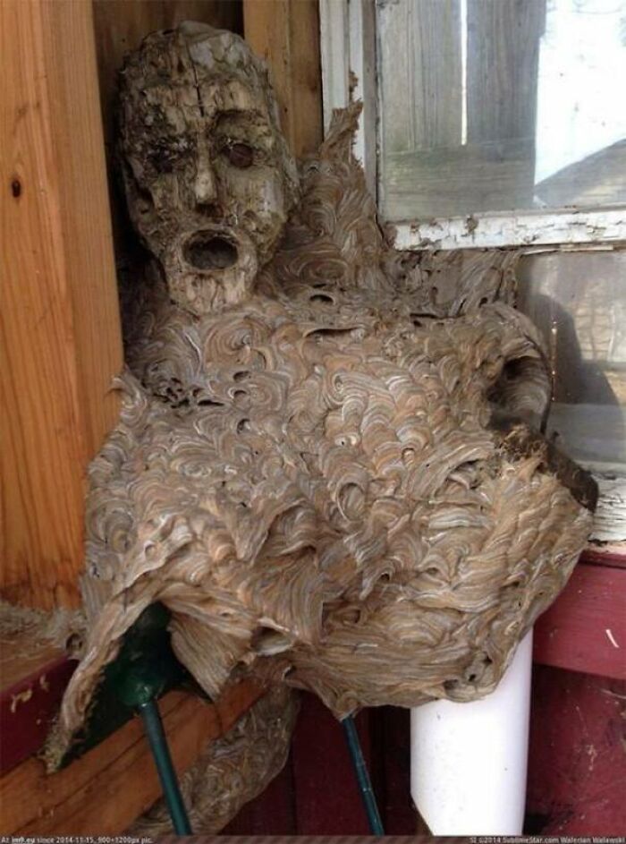 Abandoned Mask Taken Over By Wasps As Part Of Their Nest