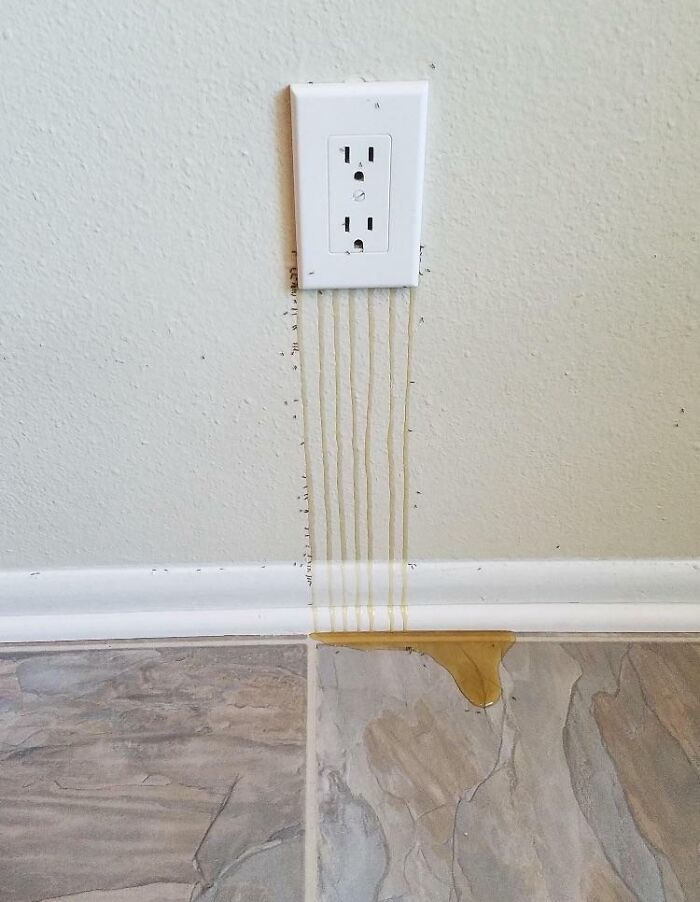 Hay tantas abejas en la pared que sale miel por el enchufe