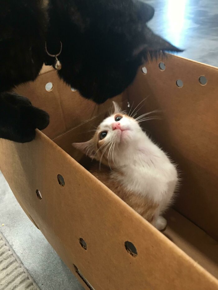 Hoy hemos adoptado un segundo gato. Él y nuestro primer gato están haciendo que la cosa funcione