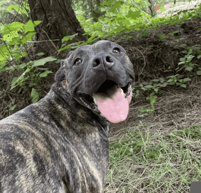 Just Adopted This Boxer Girl