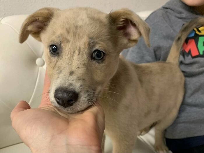 Hoy hemos adoptado a nuestro nuevo miembro de la familia, Miley