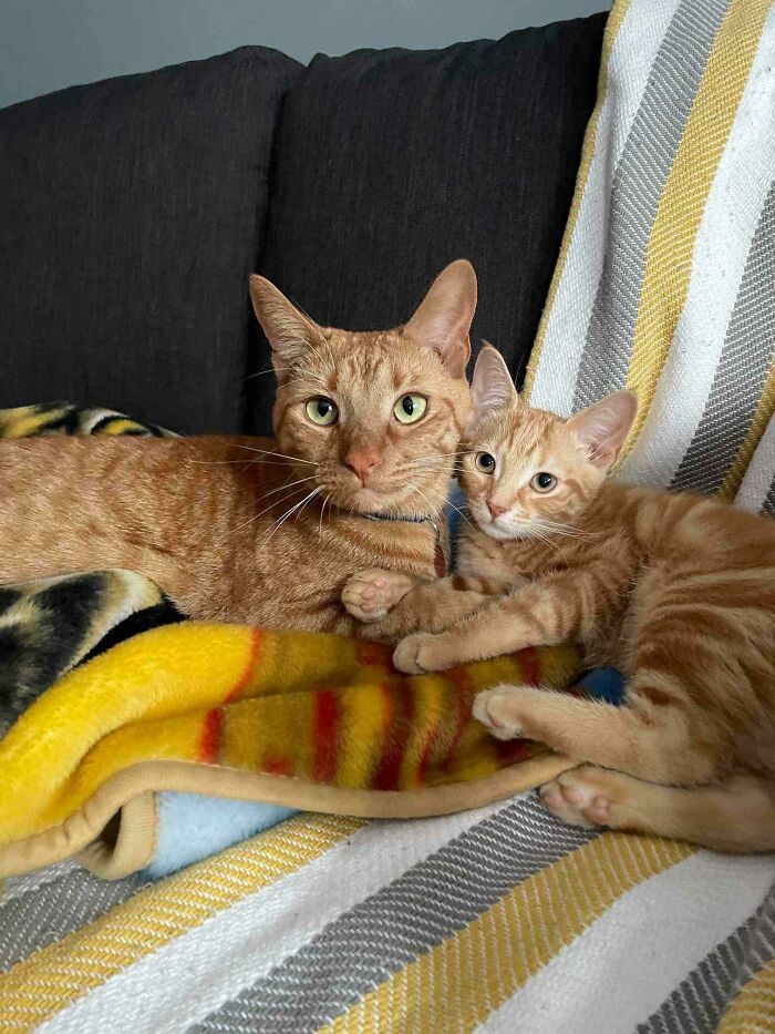 Estos son Weasley y Capucine, adoptados en nuestro refugio. El chico grande estaba solo (y muy juguetón) por lo que su humano adoptó una hermana pequeña para él. Las cosas parecen ir muy bien