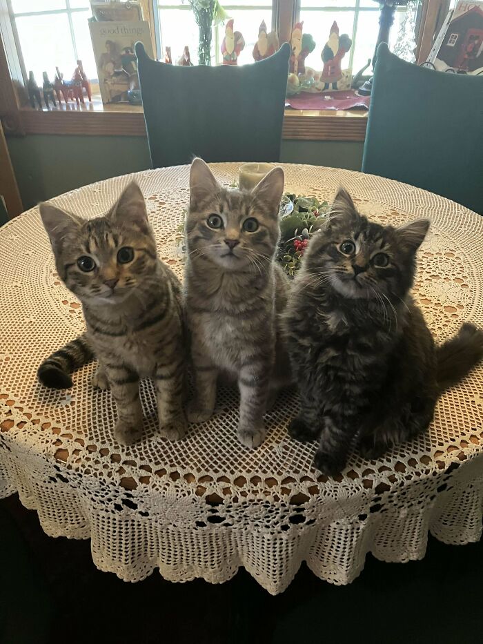 He rescatado a 3 gatitos de mi obra en construcción