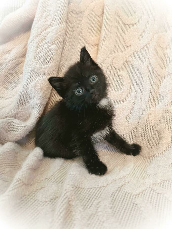 Rescaté a este pequeñín de ser arrojado a la basura. Ahora forma parte de la familia