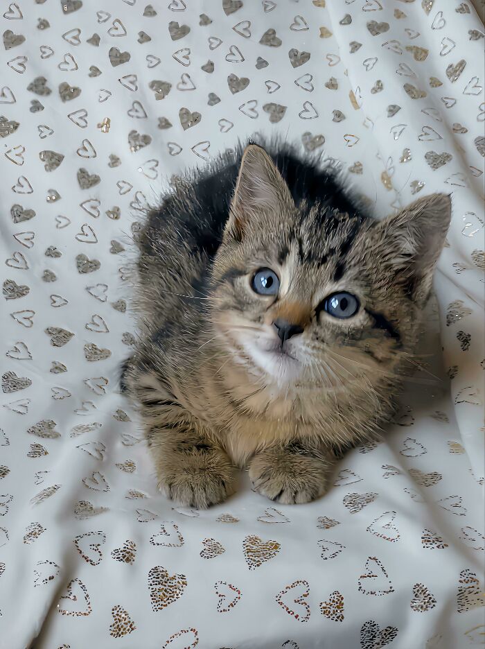 Rescaté a esta niña de un compactador de basura. ¡Se llama Sylvie!