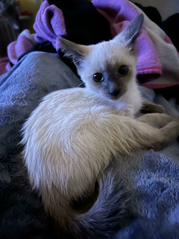 Acabo de rescatar a este amiguito