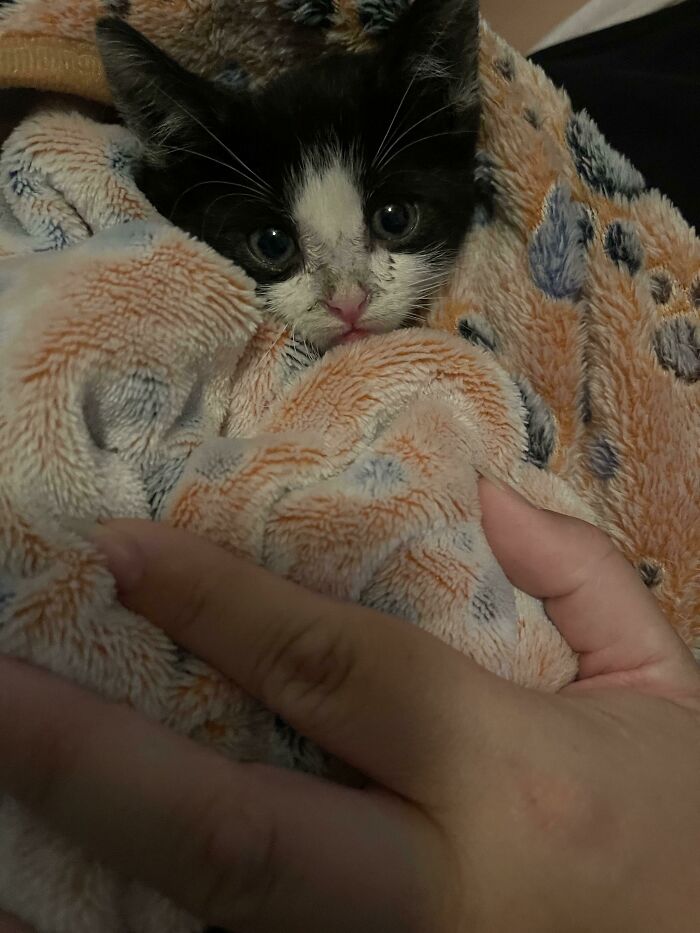 Rescaté a este pequeñín esta noche, ¿alguien puede darme una idea sobre su edad?