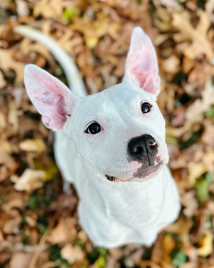 Violeta rescatada hace 1 semana