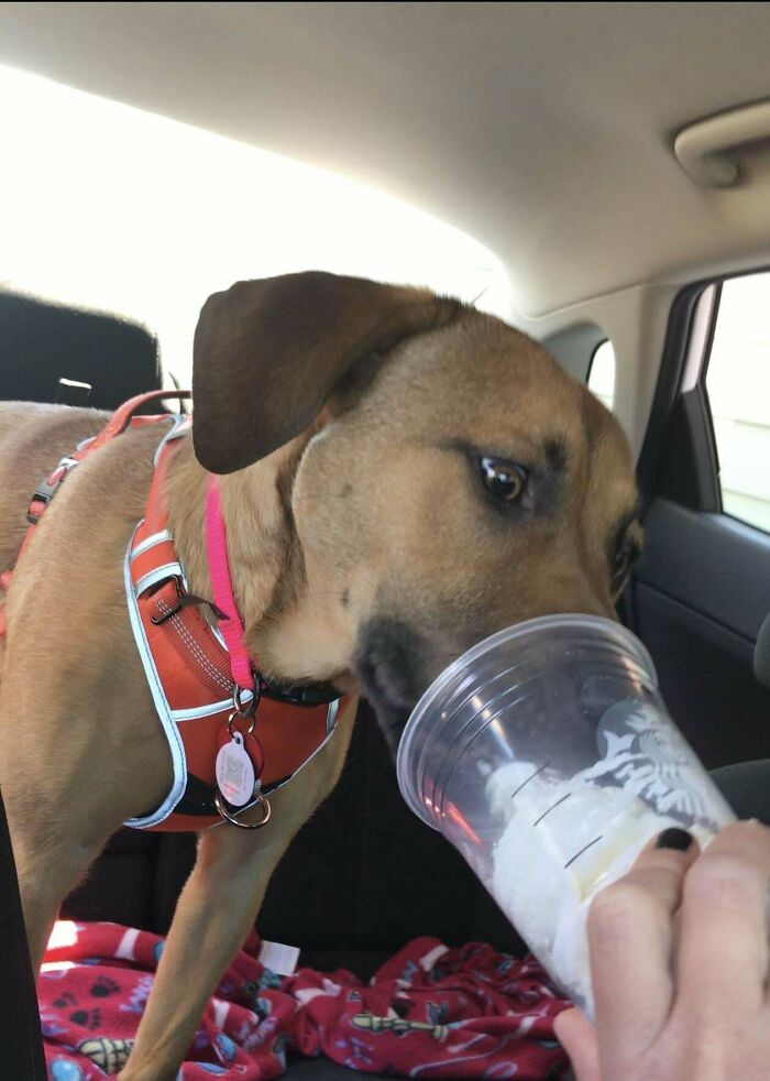 En lugar de estar en la lista de eutanasia de un refugio de animales, fue adoptada y recibió un caniccino de Starbucks