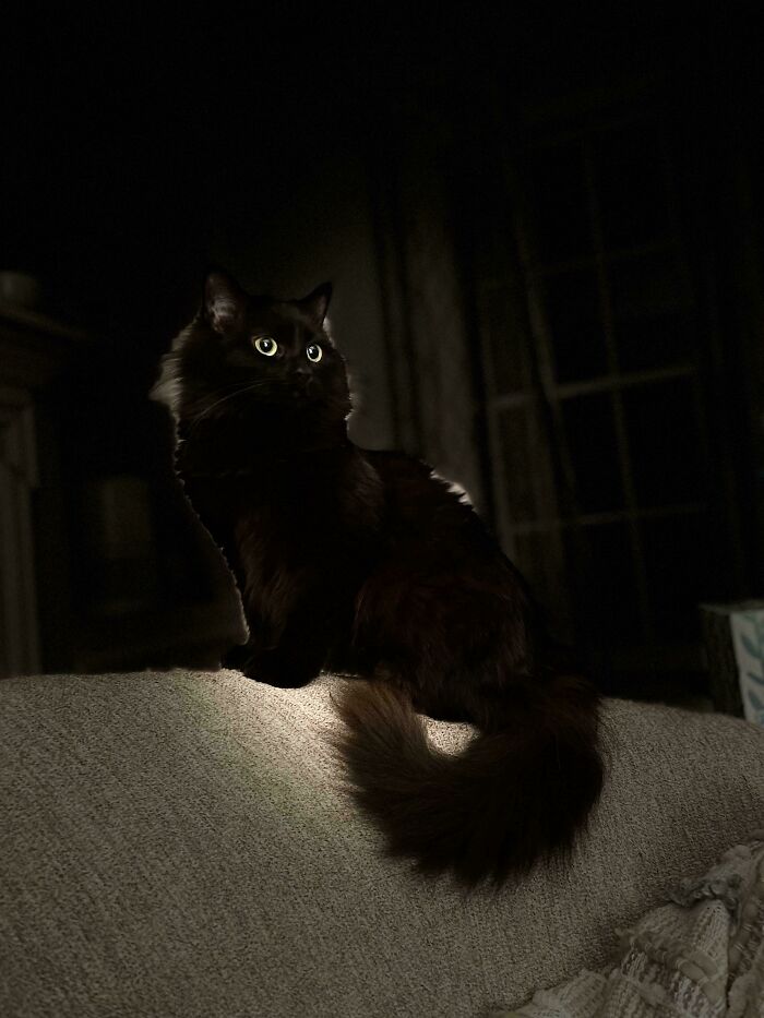 Acabo de adoptarla y la he llamado Duquesa. Dutch para abreviar