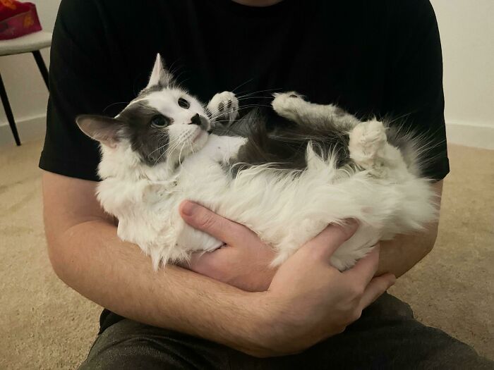 Decidí adoptar a la gata que bufaba, mordía y silbaba en el refugio. Tardó menos de un día en convertirse en el más tierno y mimoso bichito