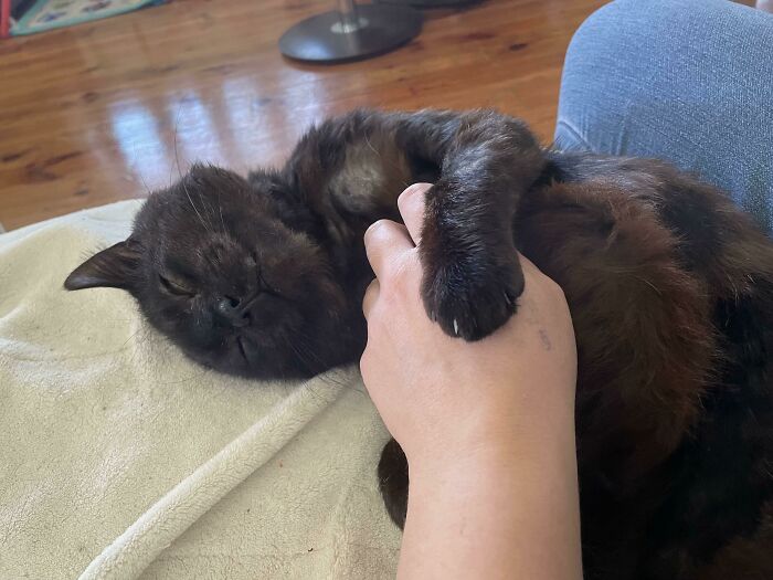 Pedí el gato menos adoptable... y acabé con un dulce pedazo de amor