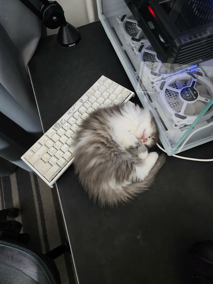 Estoy enamorado de mi gato de 6 semanas