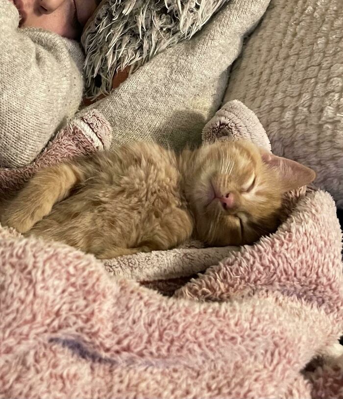 Mi mujer acaba de adoptarla