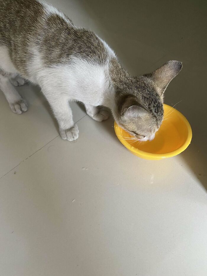 Hoy me ha adoptado un gato callejero. Me siento agradecido