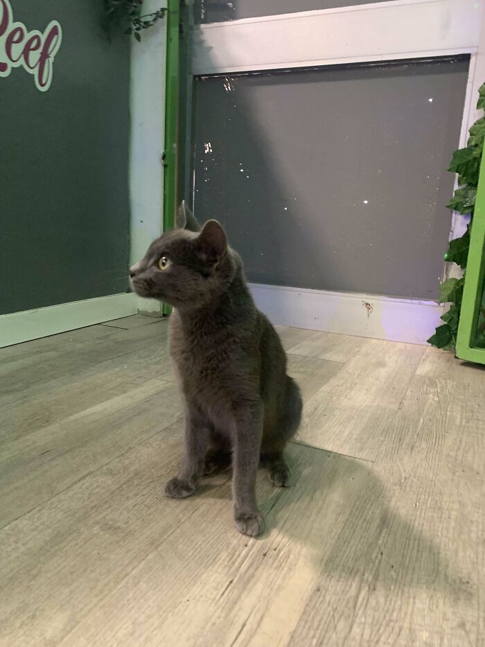 Este cabroncete me adoptó ayer