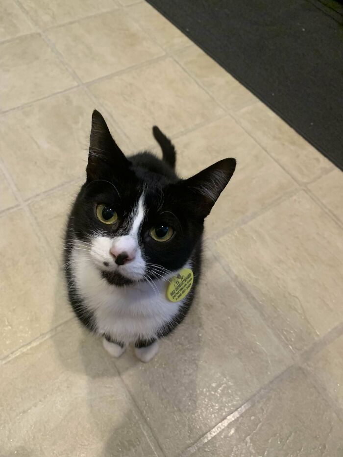 Happy Cat Day! Meet Olaf! Newly Adopted This Afternoon!