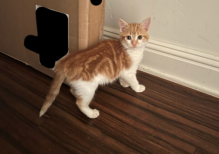 Adopted This Sweet Little Girl