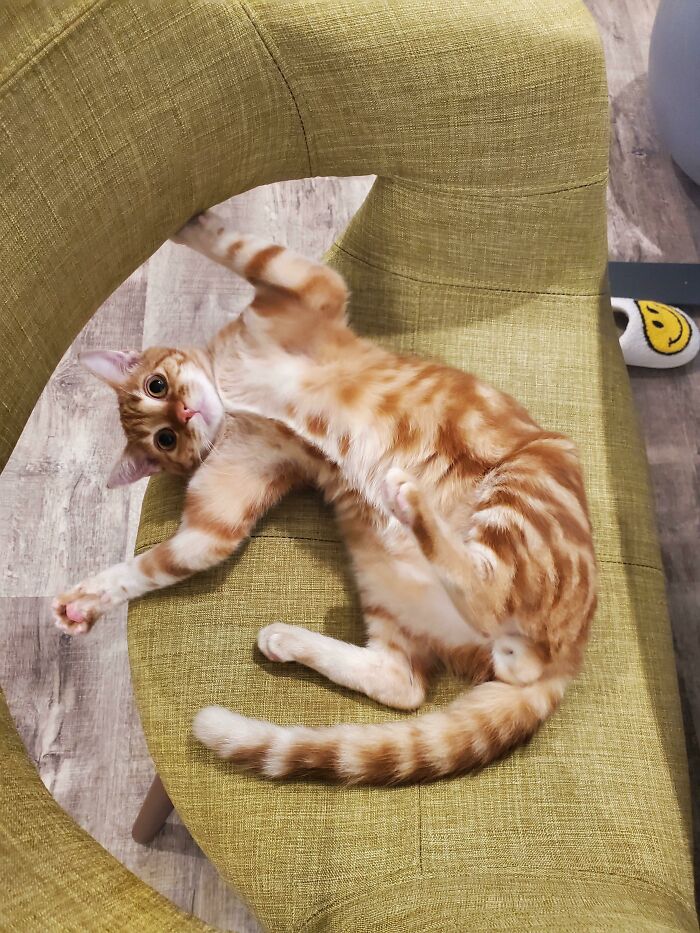 Adaptación a la vida en interiores tras ser adoptada del aparcamiento