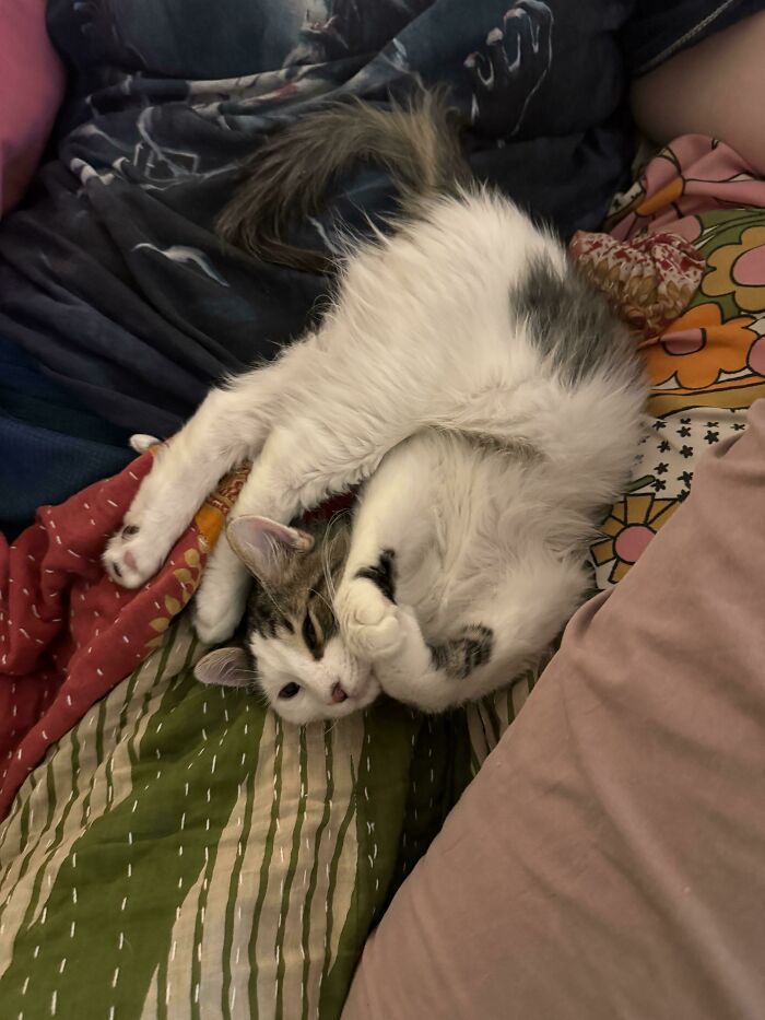 Adopté un gatito llamado Toe