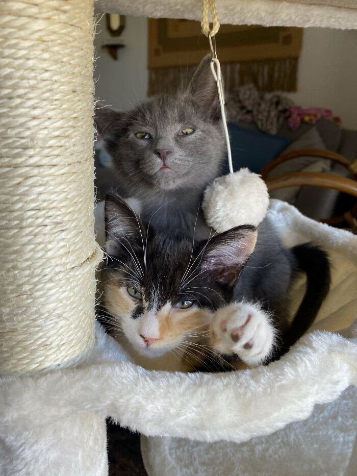 Adopted These Lil Babies This Weekend 