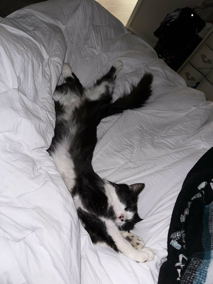 Acabo de adoptar a este dulce niño, no puedo creer que sus anteriores dueños lo abandonaran