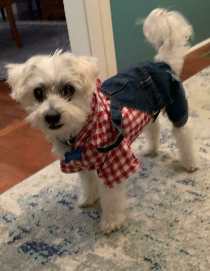 ¡Feliz Halloween de Benny! ¡15 años recién cumplidos lo adoptaron la semana pasada!