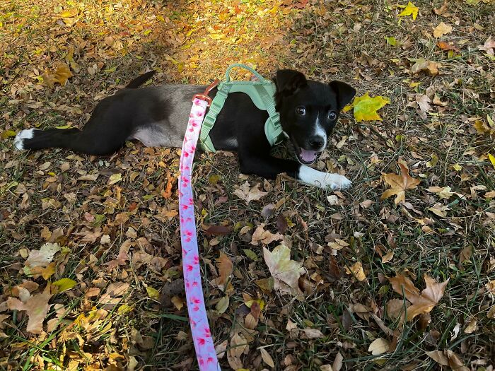 Acaba de ser adoptada. Se llama Juniper