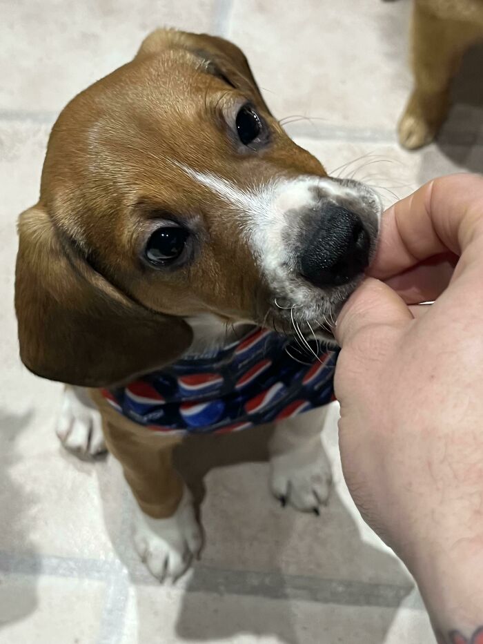 Say Hello To Our New Adopted Puppy Chopper