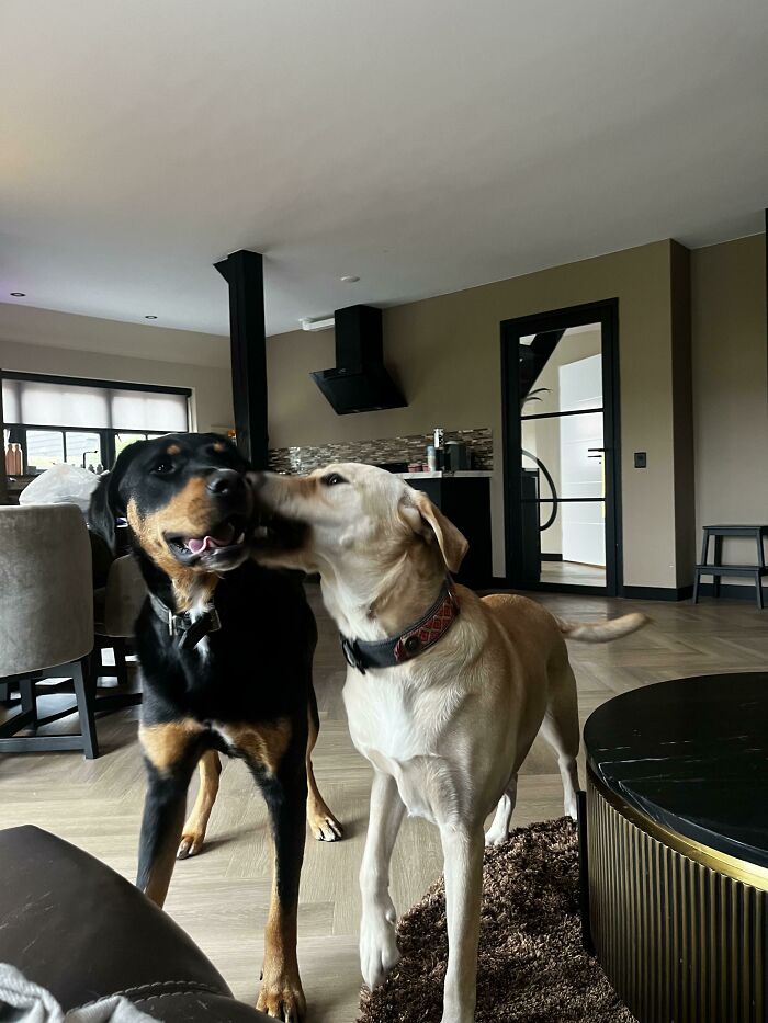 Adoptado un suizo Sennen/Labrador para nuestra chica Blondie Lab