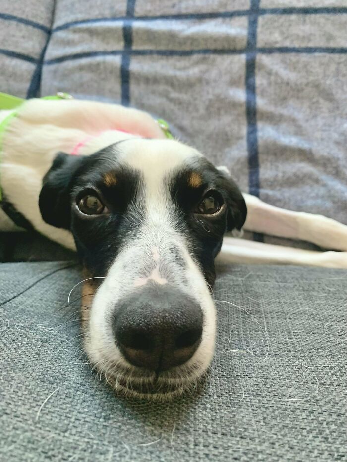 ¡Conoce a Naomi! ¡Me adoptó hace una semana y quería presumir de ella!