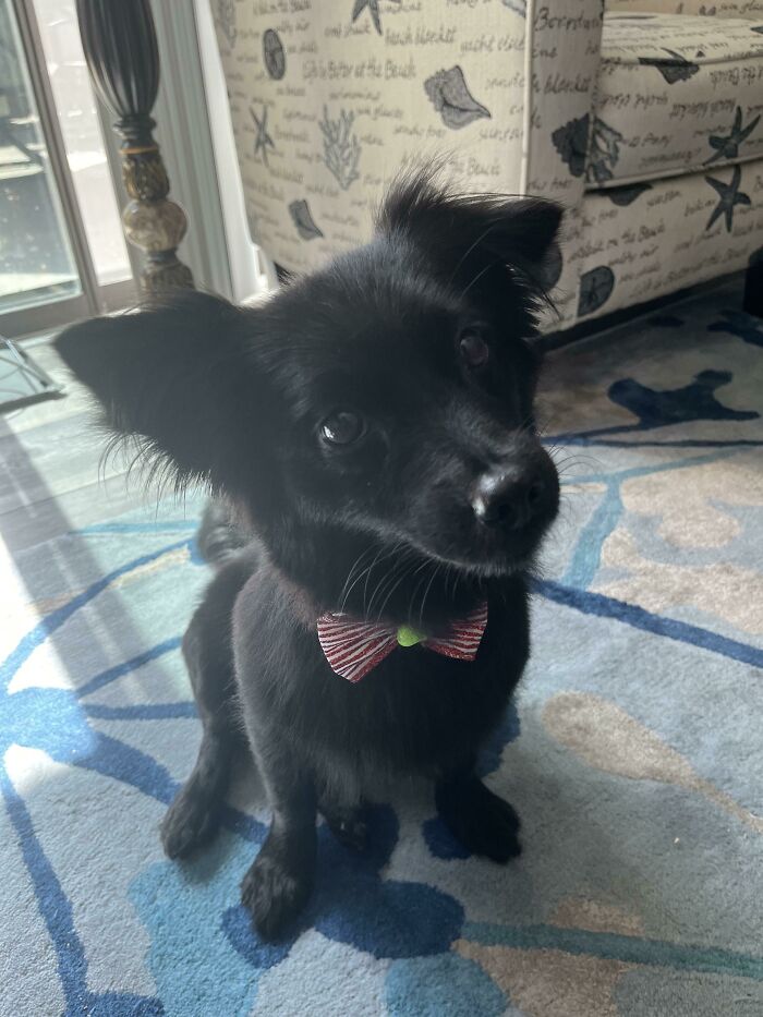 Adoptada en un centro de rescate y recién acicalada. Trufas, buena chica y terror de las ardillas