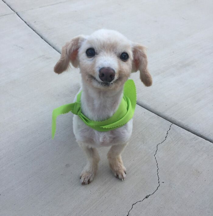 Este es Mr. Poppins. no tiene dientes