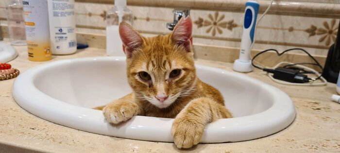 We've Just Adopted Him. It Looked So Quiet, Now It's Mayhem All Day