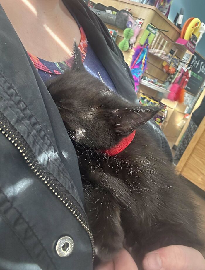 Adopté un gatito este fin de semana