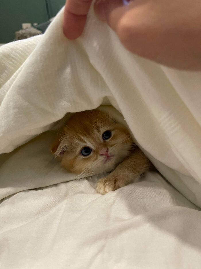 Adoptamos a esta monada naranja