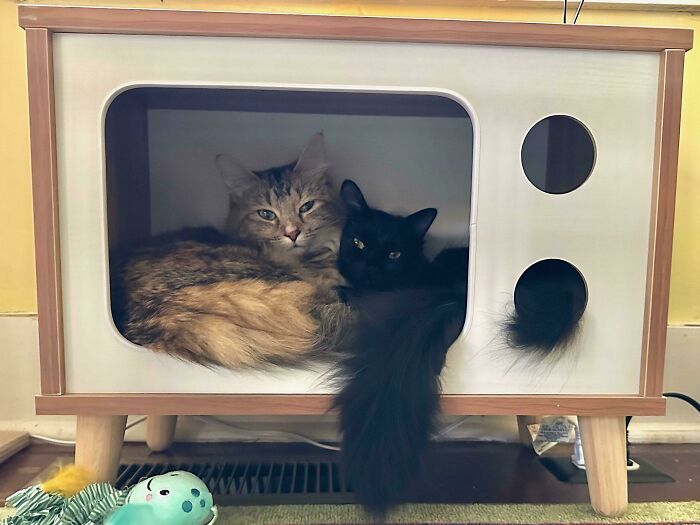 A mi hija le preocupaba que esta manchita negra adoptada fuera aceptada