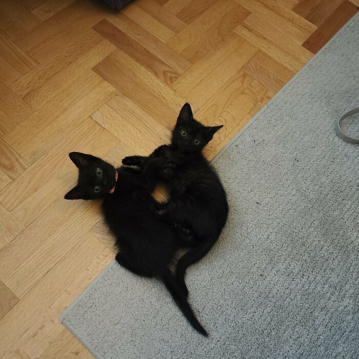 Acabo de rescatar a dos minúsculas manchitas negras