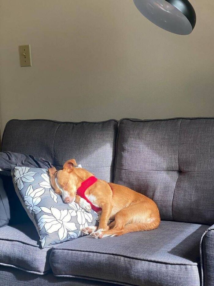 Perro recién adoptado, ¡¡¡sugerencias de nombre, por favor!!!