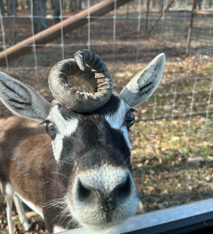 Esta cabra única en un zoo