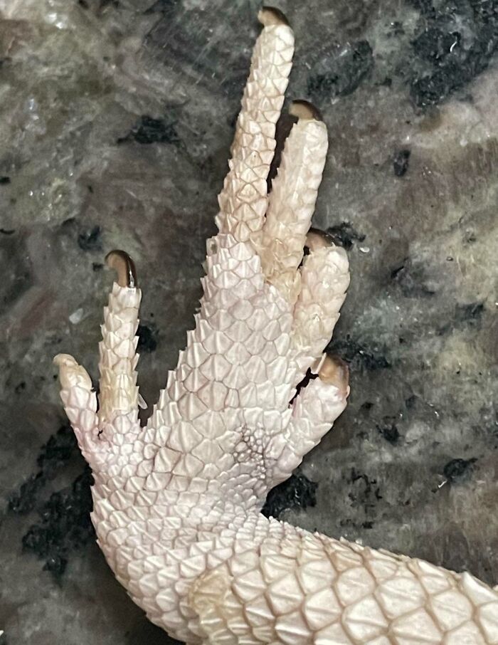 Polydactyly Dragon