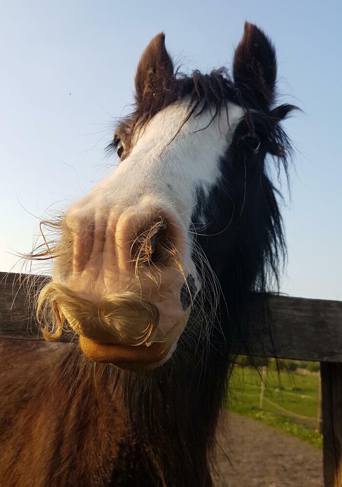 La primera vez que veo un caballo con bigote