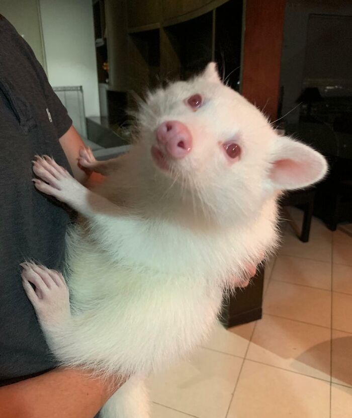 Mapache albino