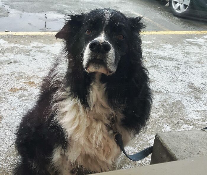 This Dog With A Split Nose