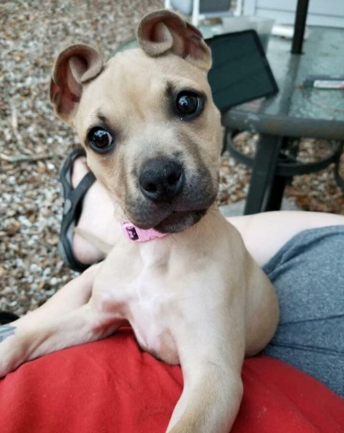 Cinnamon nació con orejas que parecen rollitos de canela