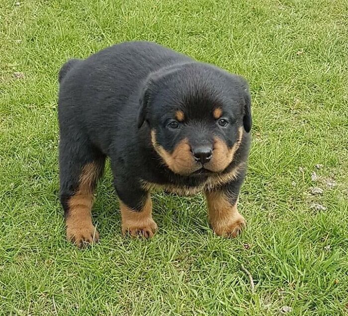 Kaiser, mi rottweiler. Nació con gigantismo y era así de enorme de cachorro