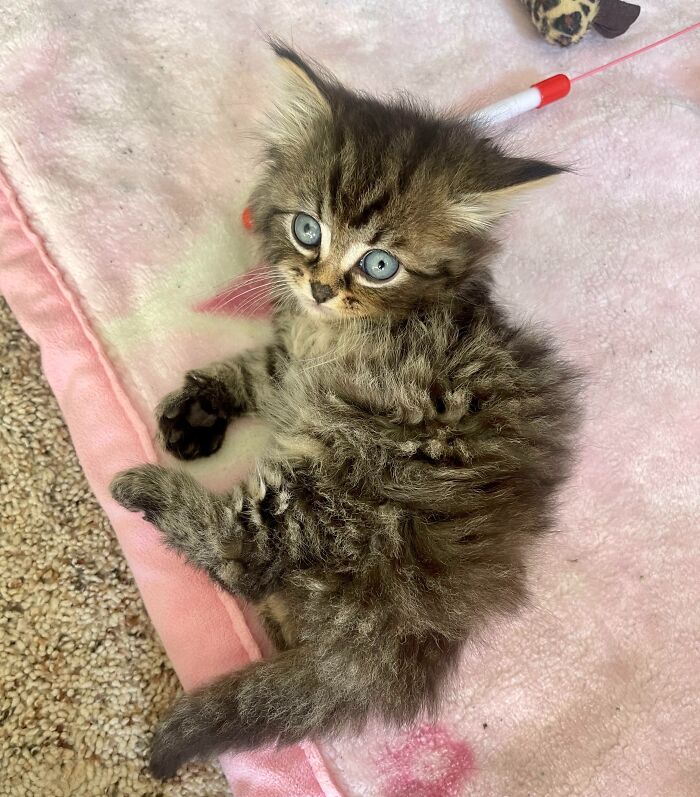 Introducing My Foster Kitty Who Was Born With Only Three Legs