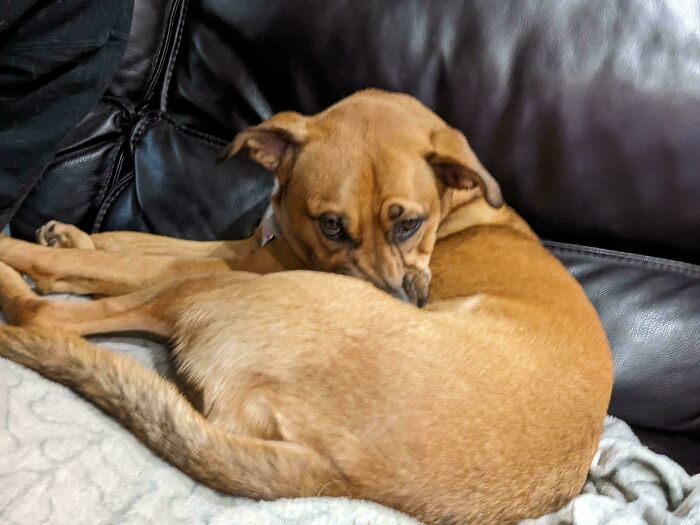 This Dog. Who Does Not Have A Job. Who Doesn't Know What Taxes Are. Who Got To Visit The Garden Center Today. Just. Sighed