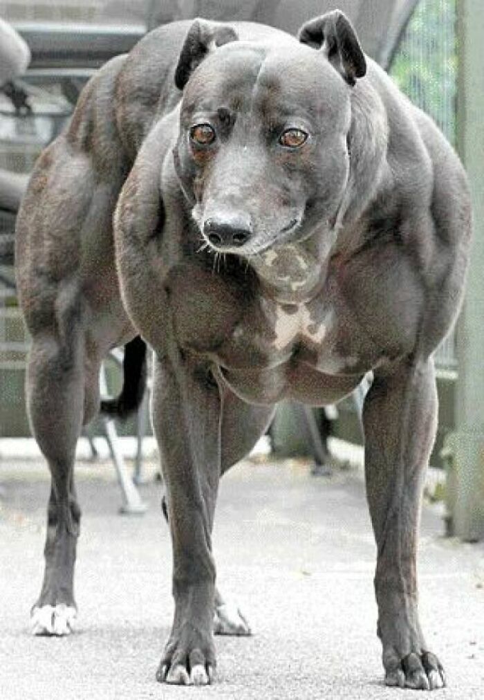 Wendy The Whippet With Myostatin Gene Mutation